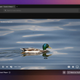 DuckDuckGo's new Duck Player, a more private way to watch YouTube.
